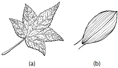 Detail Gambar Daun Dikotil Dan Monokotil Nomer 43