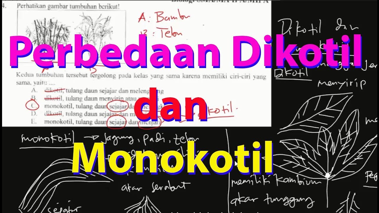 Detail Gambar Daun Dikotil Dan Monokotil Nomer 51