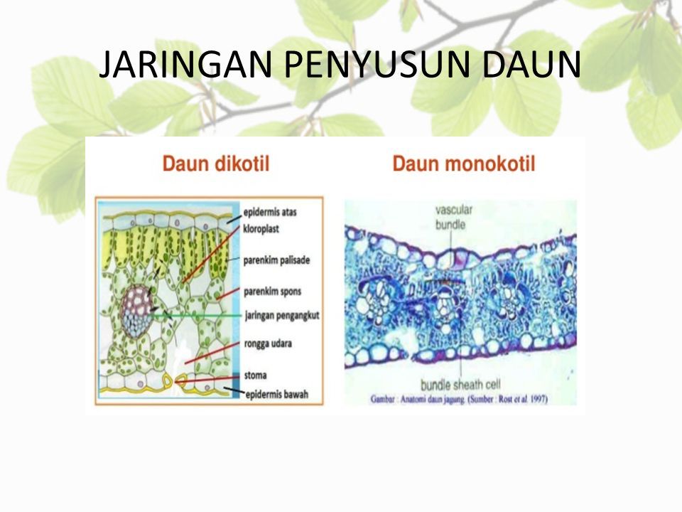 Detail Gambar Daun Dikotil Dan Monokotil Nomer 54