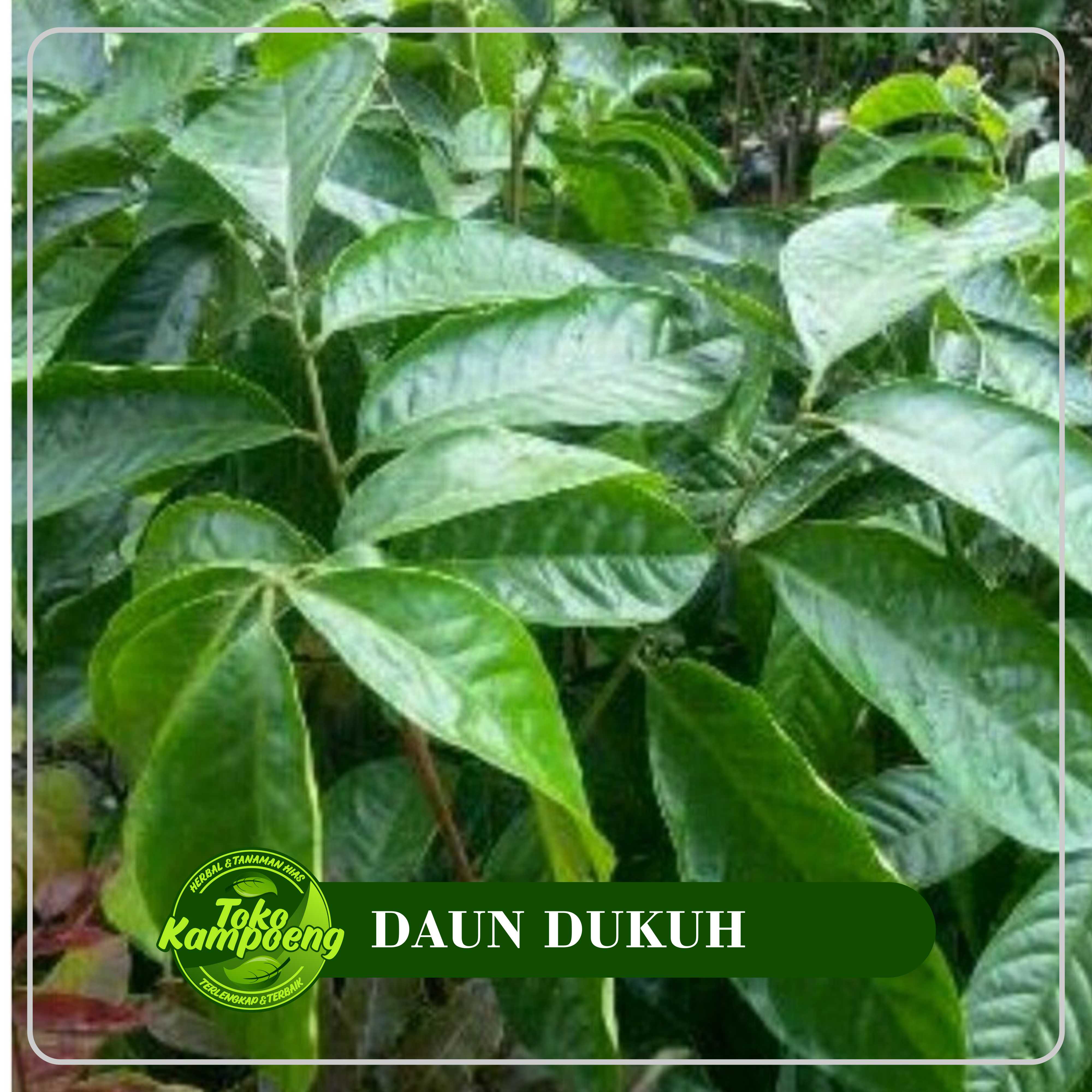 Detail Gambar Daun Duku Nomer 3