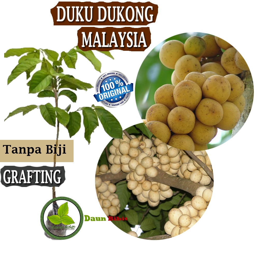 Detail Gambar Daun Duku Nomer 35