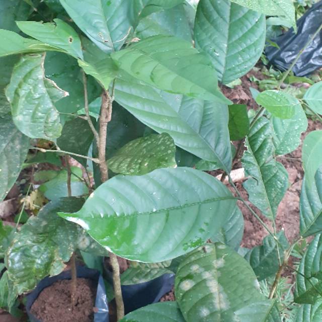 Detail Gambar Daun Duku Nomer 44