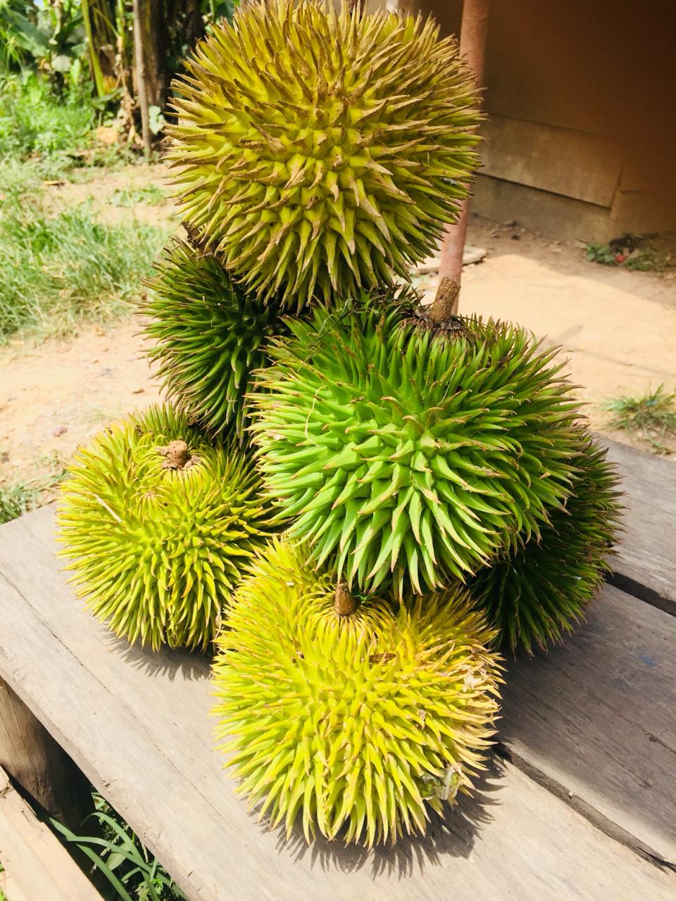 Detail Gambar Daun Durian Nomer 25