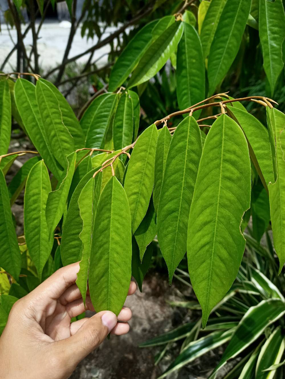 Detail Gambar Daun Durian Nomer 33