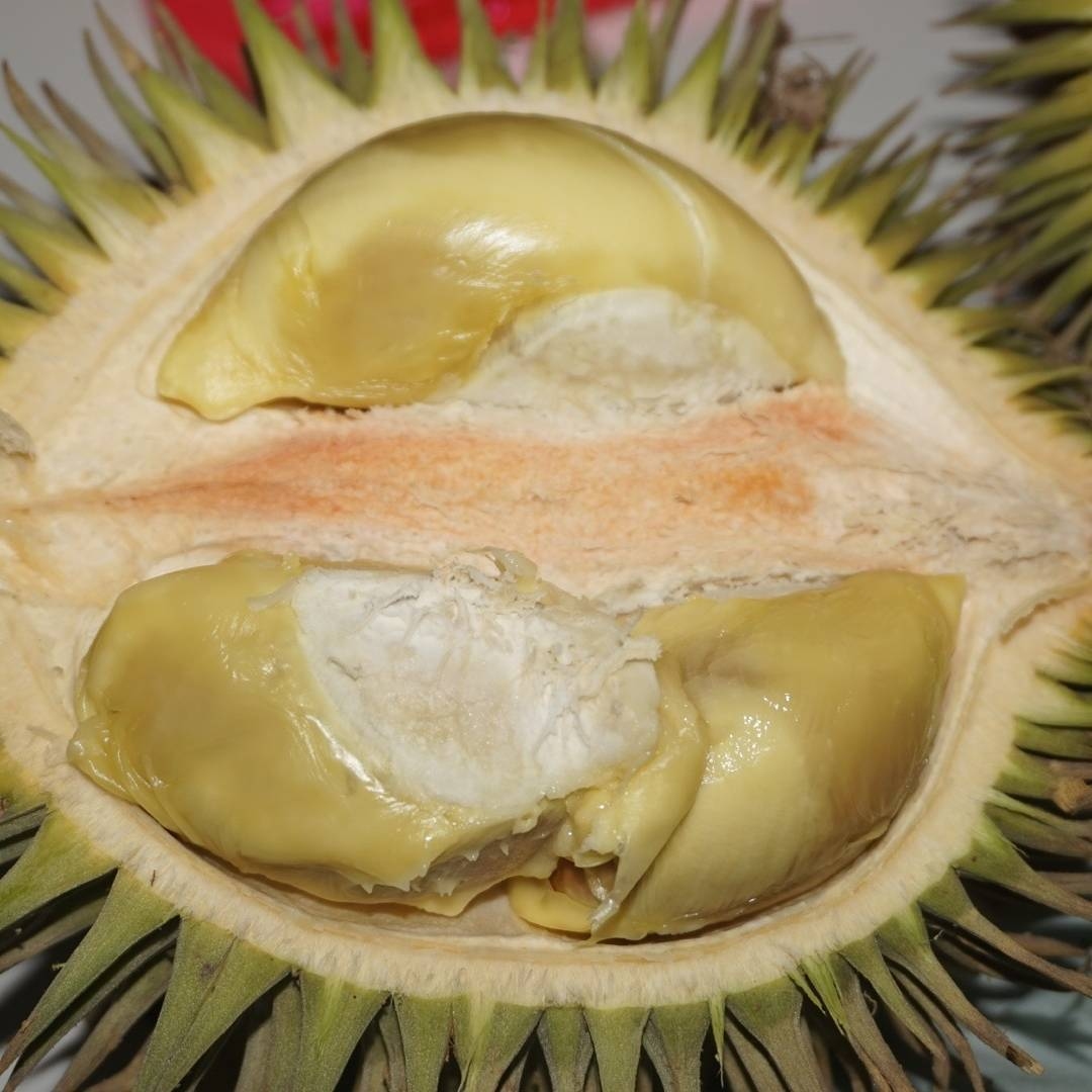 Detail Gambar Daun Durian Nomer 44