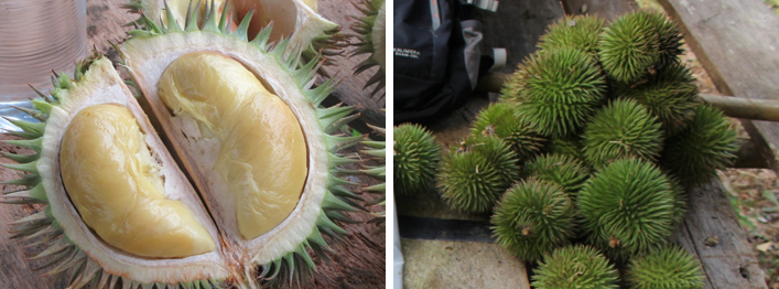 Detail Gambar Daun Durian Nomer 47