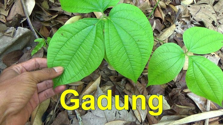 Detail Gambar Daun Gadung Nomer 10