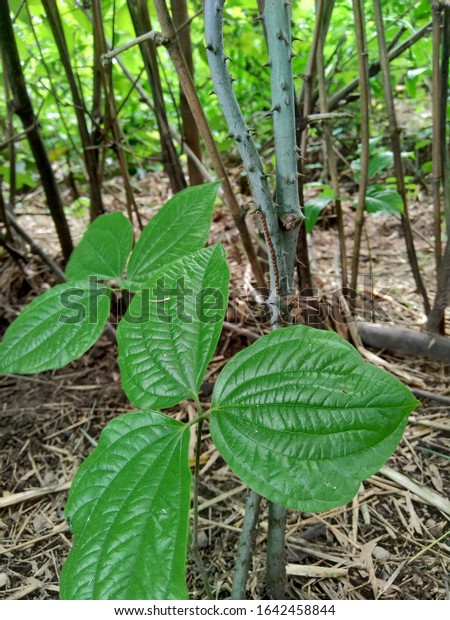 Detail Gambar Daun Gadung Nomer 19