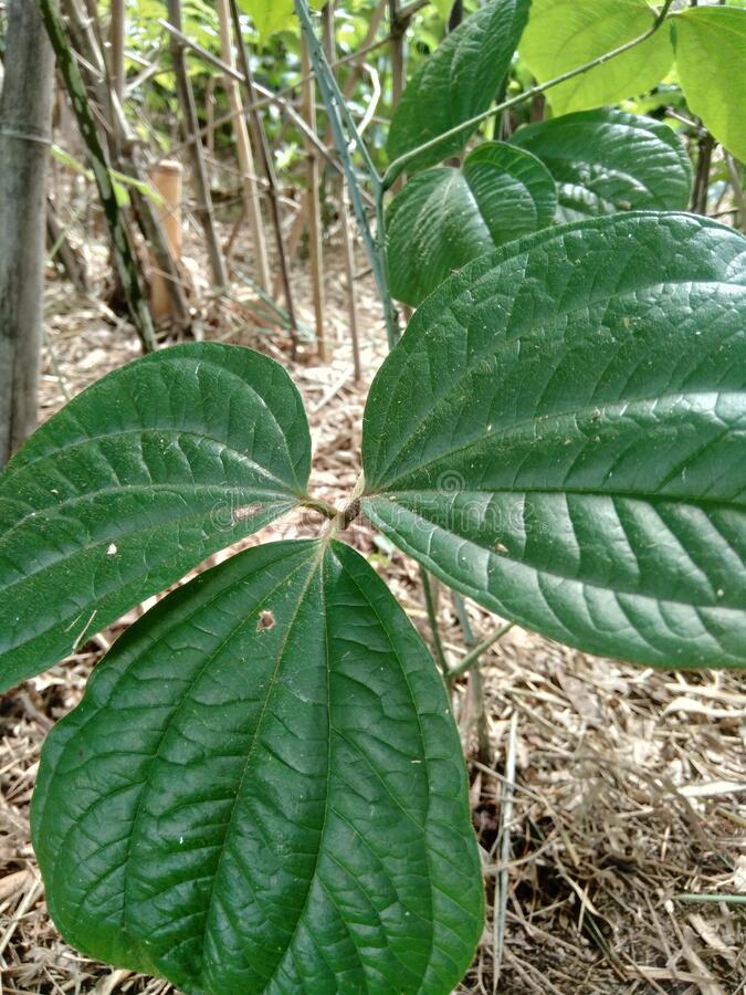 Detail Gambar Daun Gadung Nomer 40