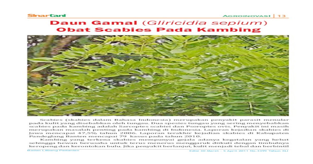 Detail Gambar Daun Gamal Nomer 37