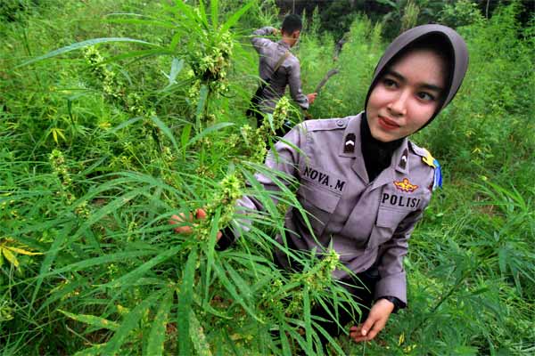 Detail Gambar Daun Ganja Nomer 17