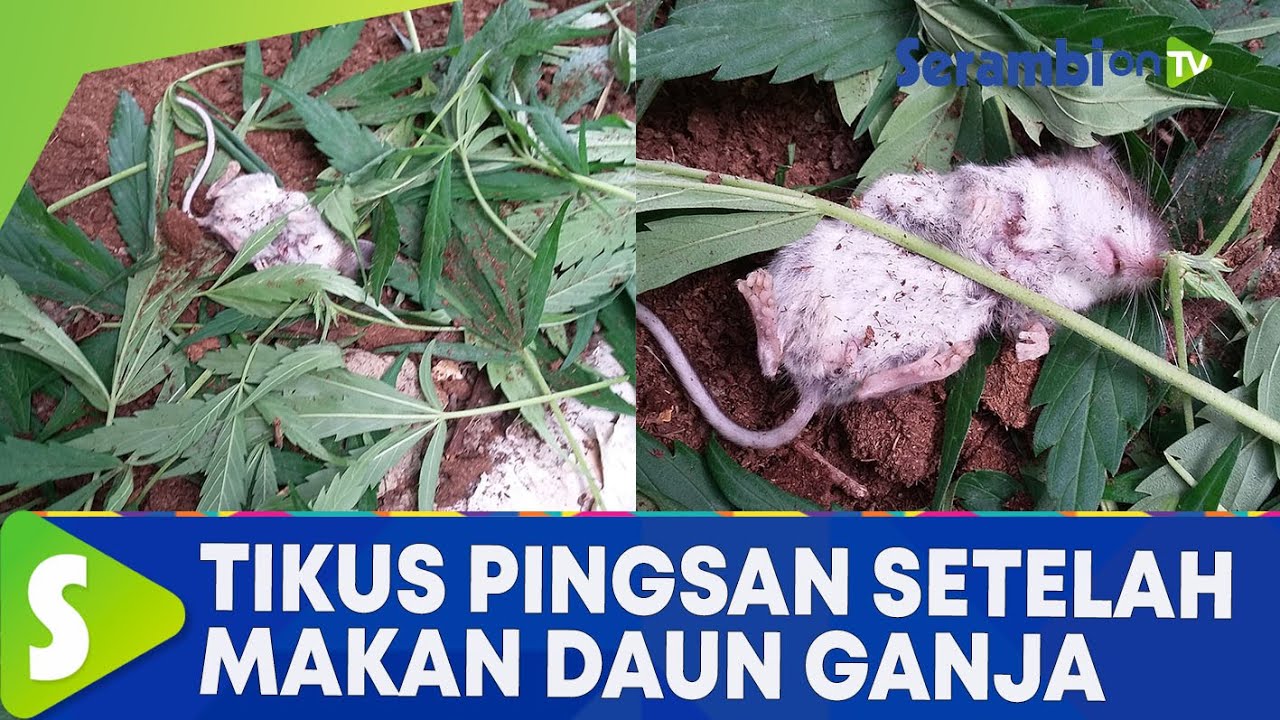 Detail Gambar Daun Ganja Nomer 35