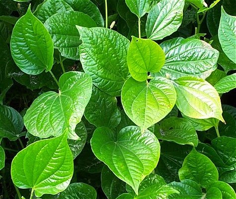 Detail Gambar Daun Hijau Segar Nomer 22