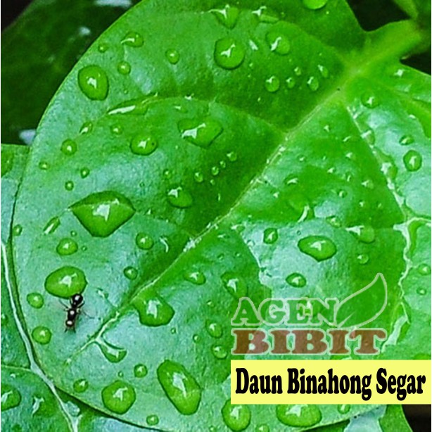 Detail Gambar Daun Hijau Segar Nomer 41