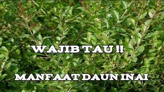 Detail Gambar Daun Inai Nomer 26