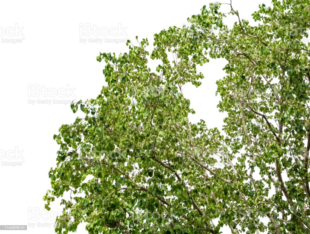Detail Gambar Daun Indah Nomer 31