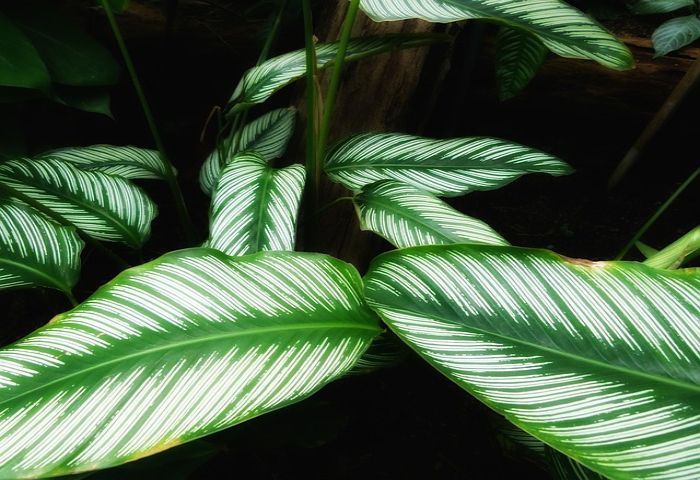 Detail Gambar Daun Indah Nomer 37