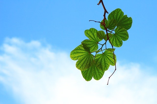 Detail Gambar Daun Indah Nomer 5