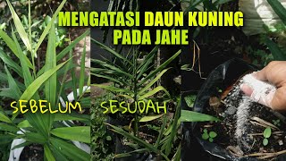 Detail Gambar Daun Jahe Nomer 10