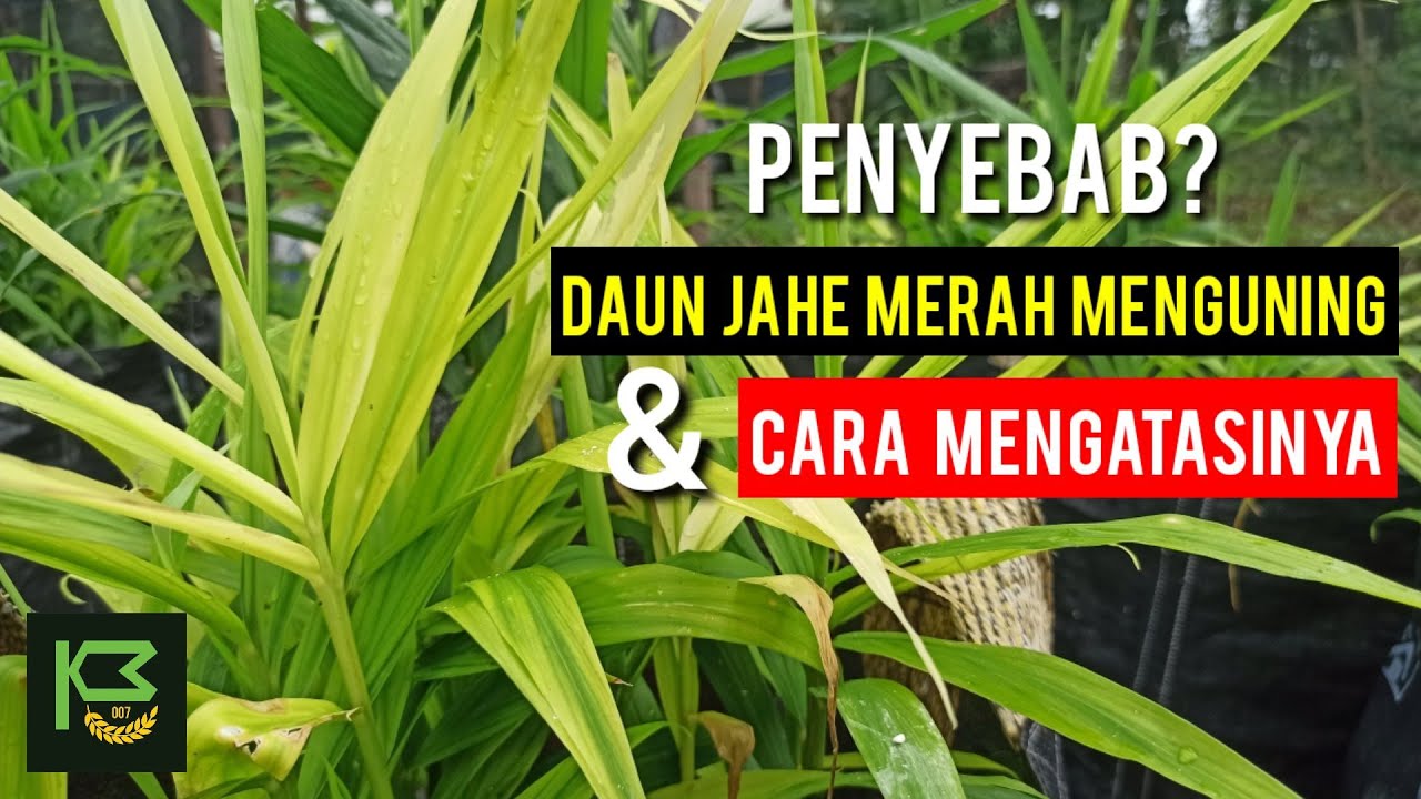 Detail Gambar Daun Jahe Nomer 36