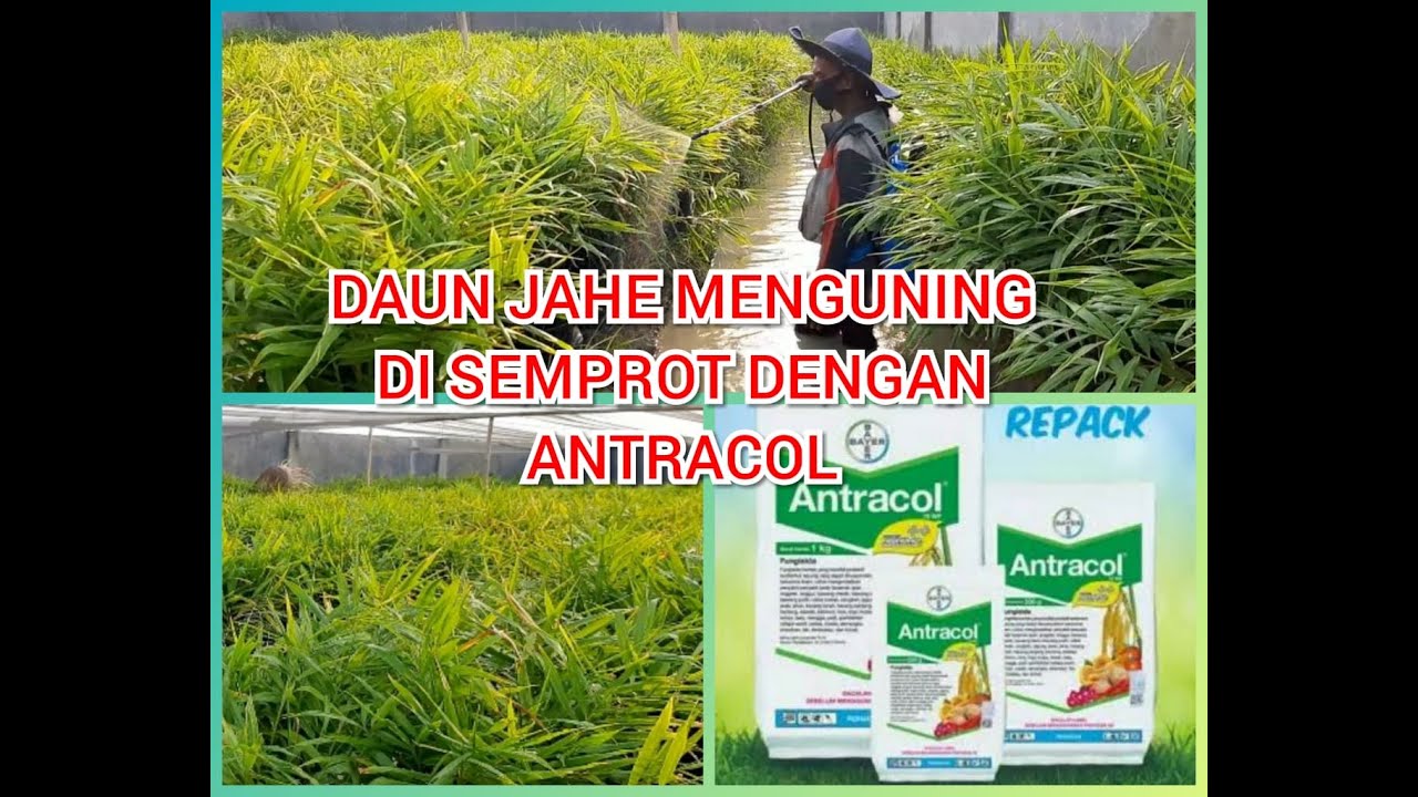 Detail Gambar Daun Jahe Nomer 46