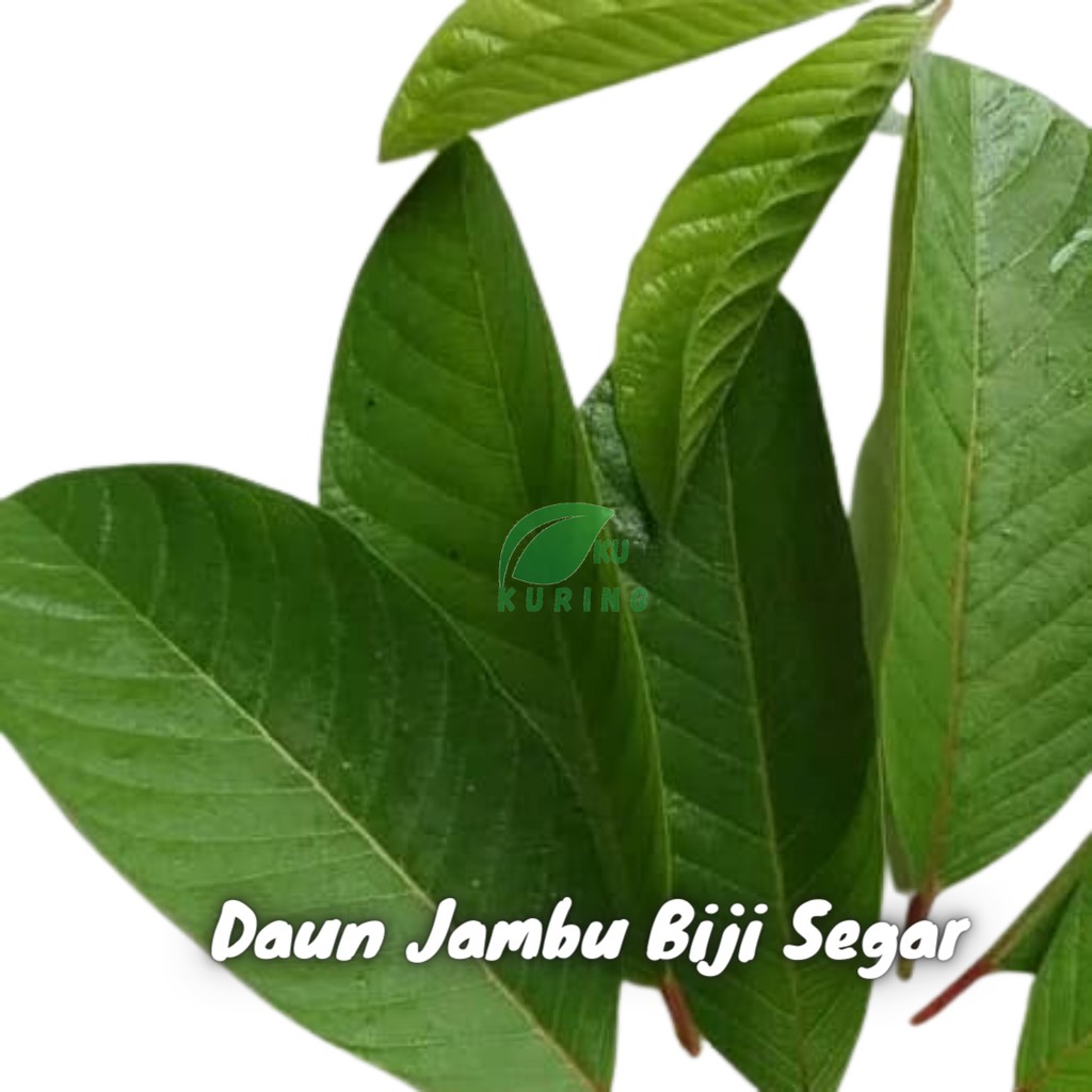 Detail Gambar Daun Jambu Air Nomer 19