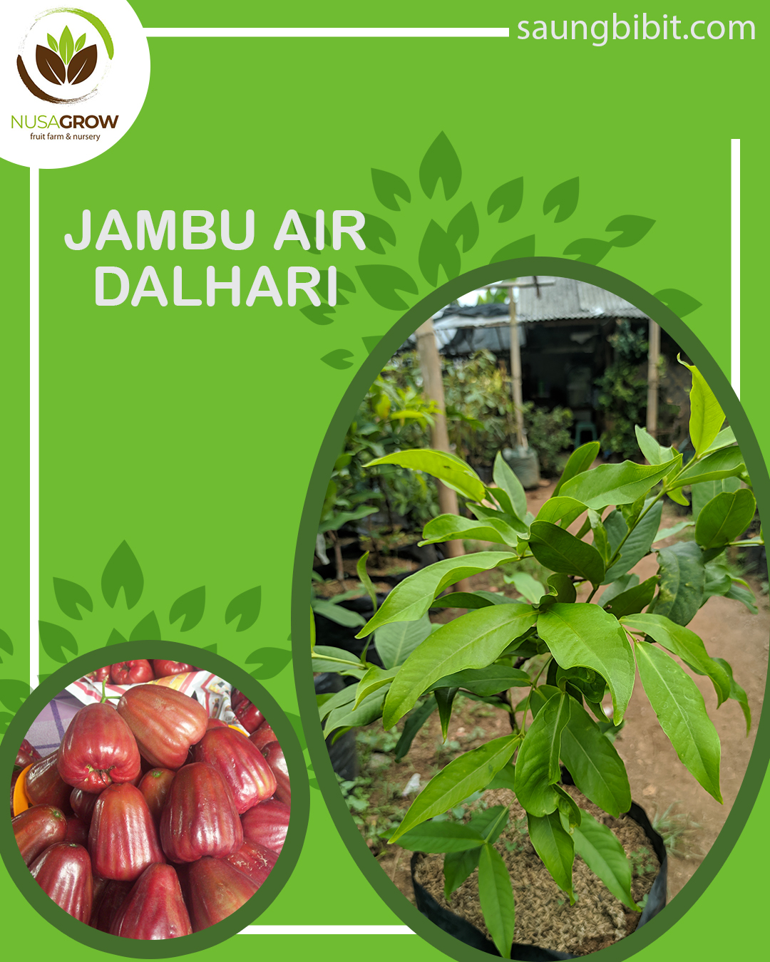 Detail Gambar Daun Jambu Air Nomer 26