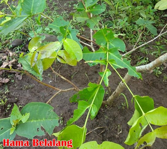 Detail Gambar Daun Jambu Air Nomer 35