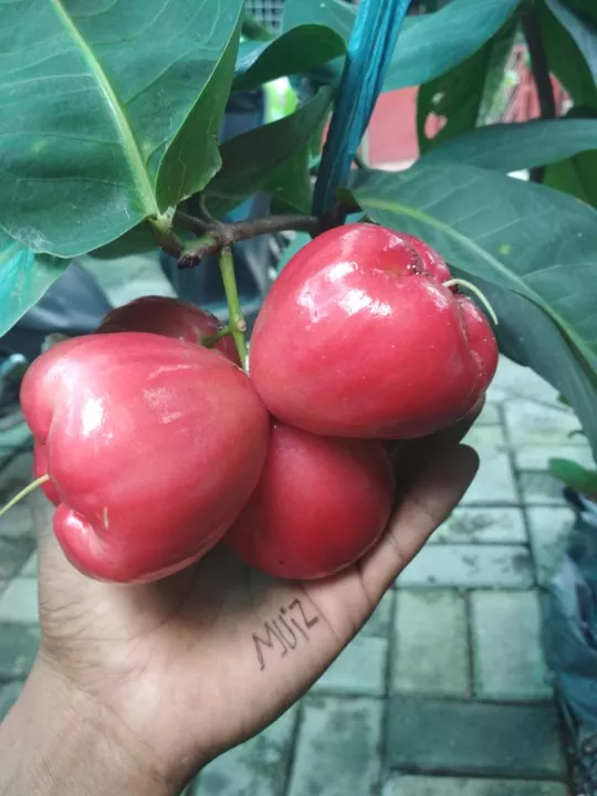 Detail Gambar Daun Jambu Air Nomer 36