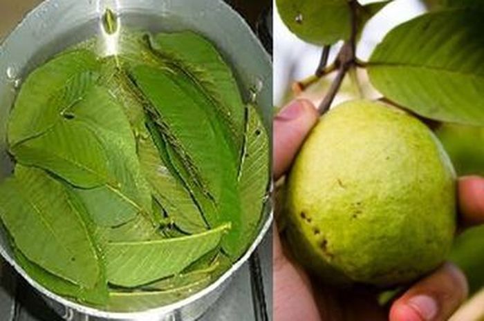 Detail Gambar Daun Jambu Biji Nomer 19