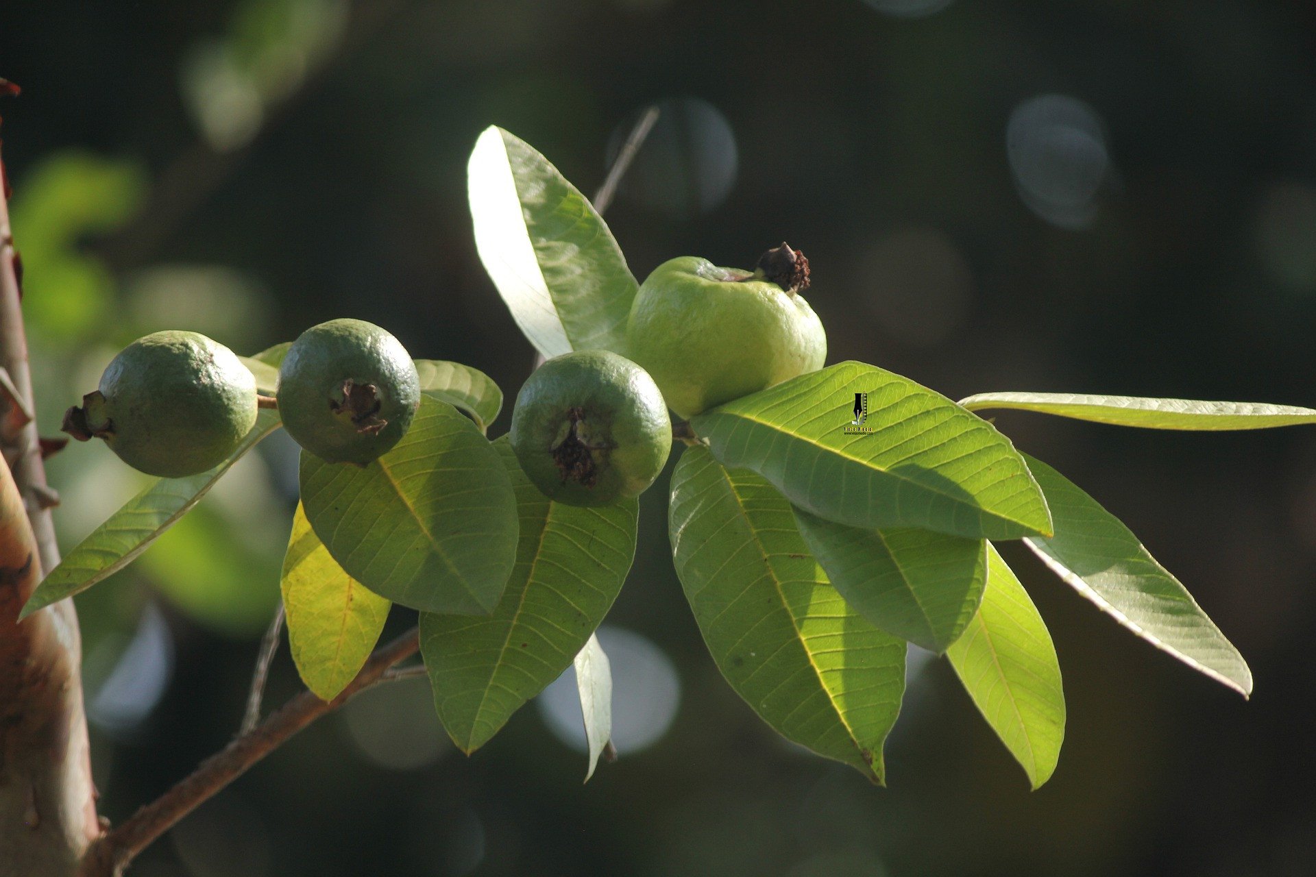 Detail Gambar Daun Jambu Biji Nomer 47