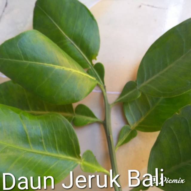 Detail Gambar Daun Jeruk Nomer 56