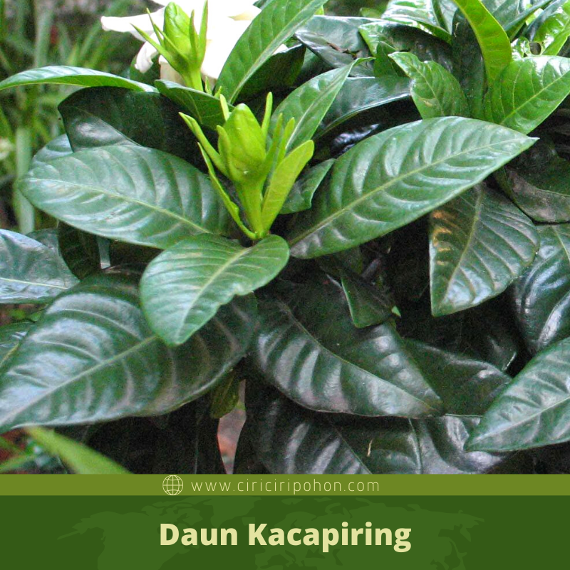 Detail Gambar Daun Kaca Piring Nomer 14