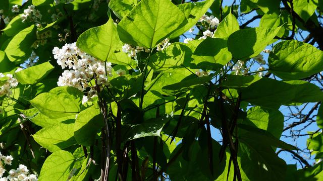 Detail Gambar Daun Kacang Tanah Nomer 28