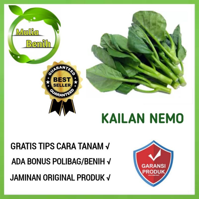 Detail Gambar Daun Kailan Nomer 25