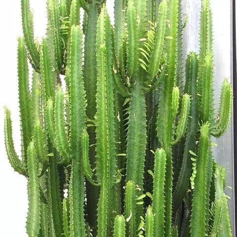 Detail Gambar Daun Kaktus Nomer 4