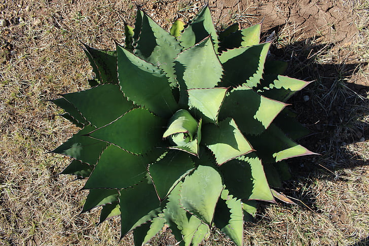 Detail Gambar Daun Kaktus Nomer 41