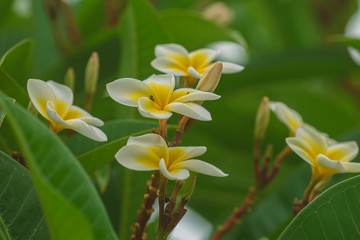 Detail Gambar Daun Kamboja Nomer 28