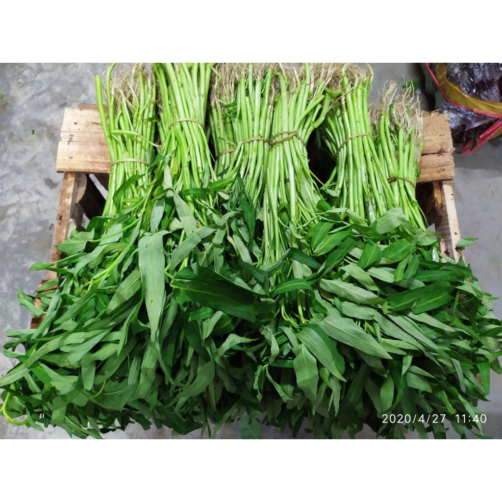 Detail Gambar Daun Kangkung Nomer 29