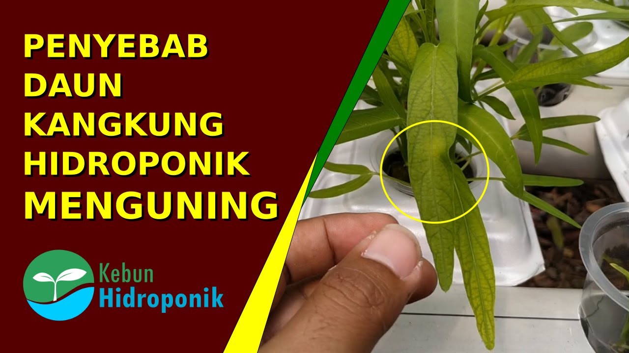 Detail Gambar Daun Kangkung Nomer 34