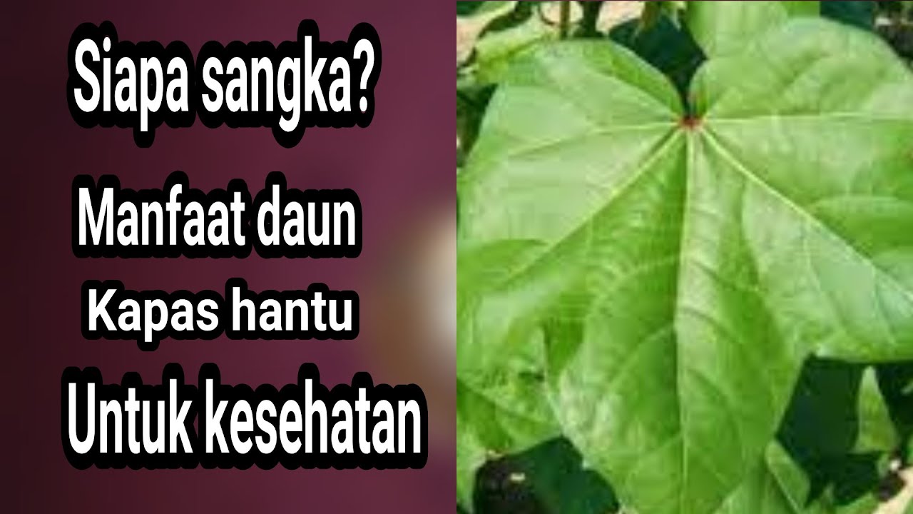 Detail Gambar Daun Kapas Nomer 23