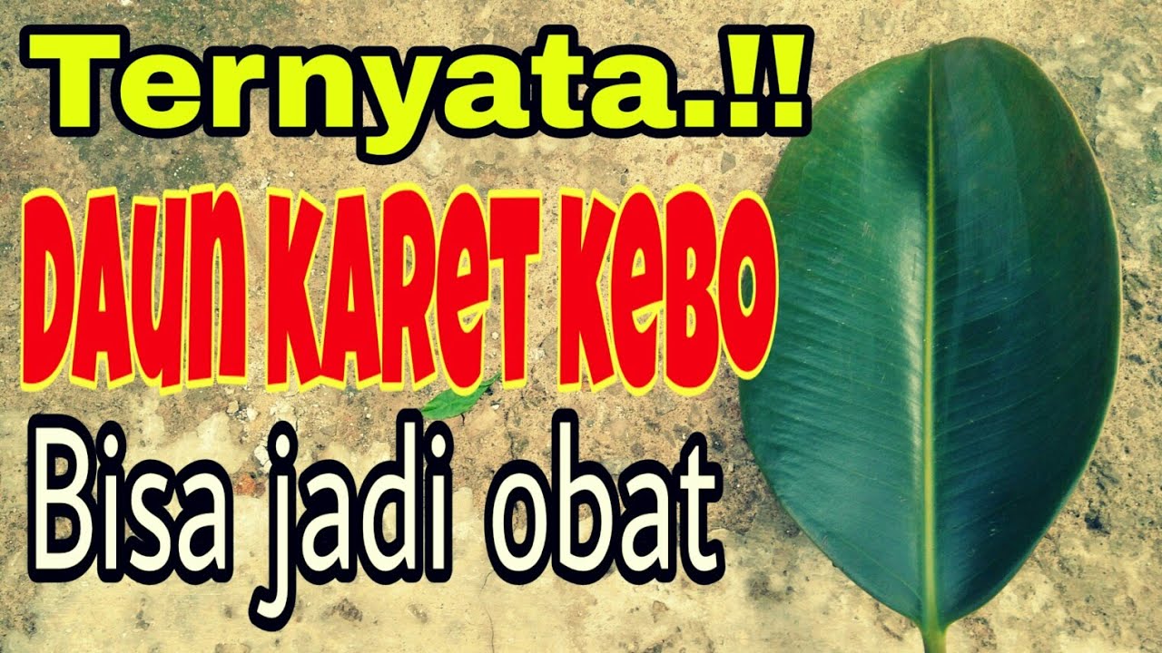 Detail Gambar Daun Karet Kebo Nomer 36