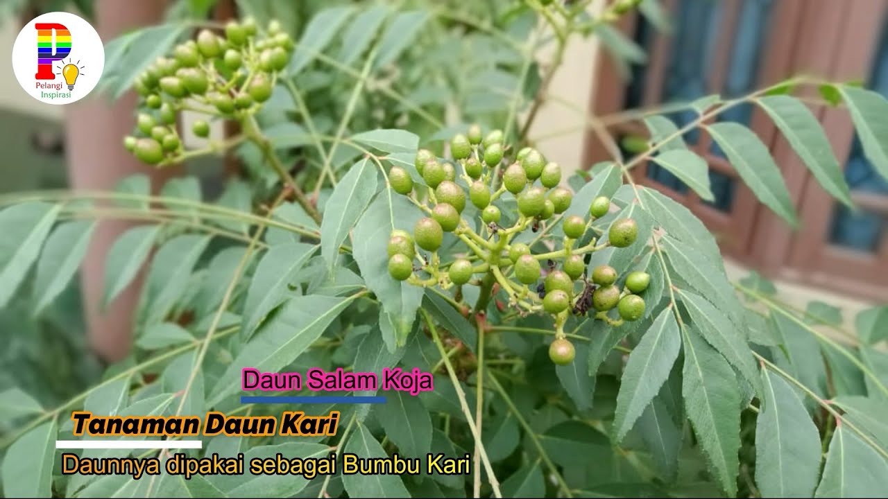 Detail Gambar Daun Kari Nomer 13