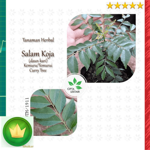 Detail Gambar Daun Kari Nomer 39