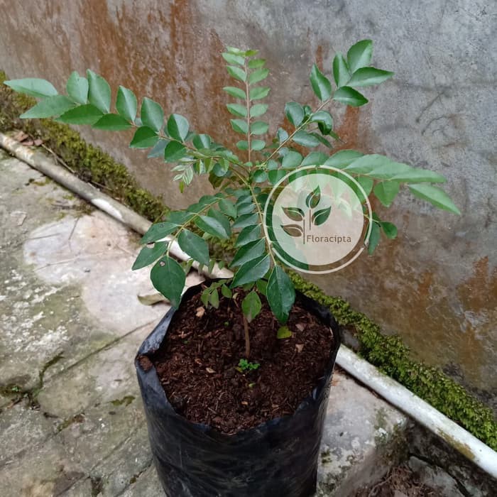 Detail Gambar Daun Kari Nomer 57