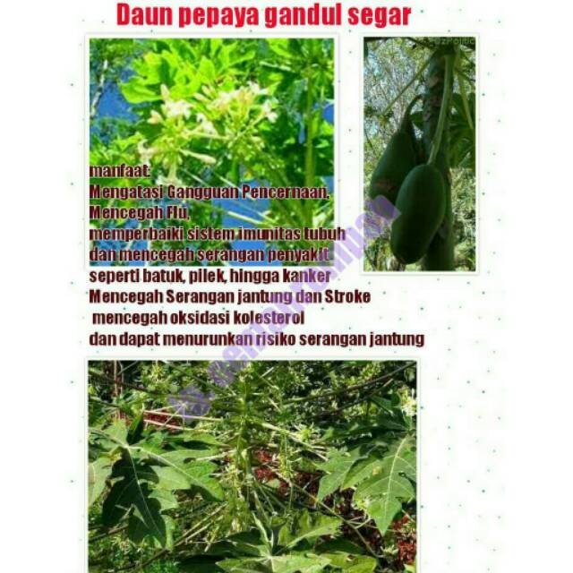 Detail Gambar Daun Kates Nomer 46