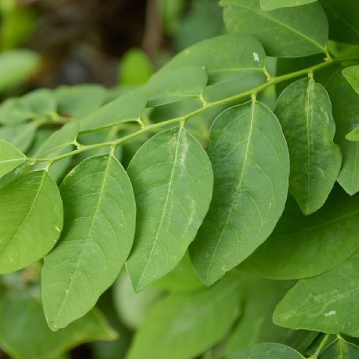 Gambar Daun Katuk - KibrisPDR