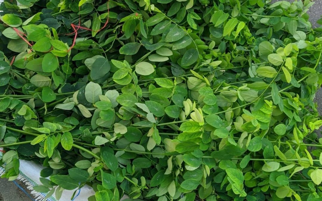 Detail Gambar Daun Katuk Nomer 10