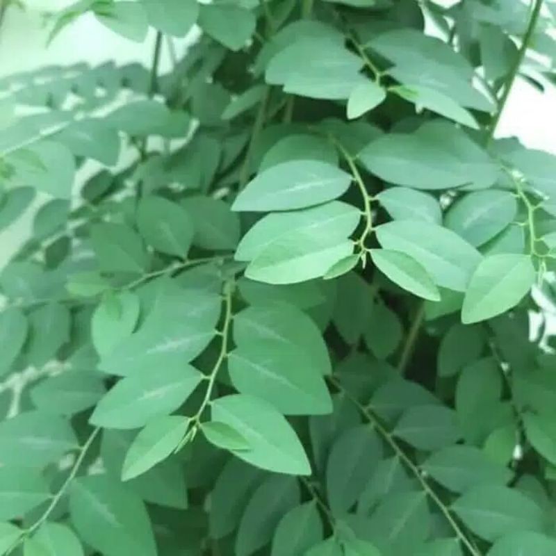 Detail Gambar Daun Katuk Nomer 11