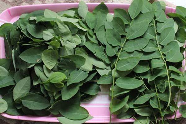 Detail Gambar Daun Katuk Nomer 12